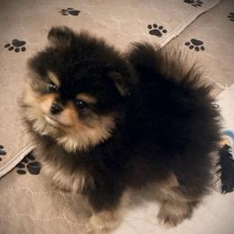 Boy 1 - Black and tan male Pomeranian puppy in Royston, Georgia from SouthernHearts Poms