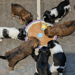 Morkie puppies from Massachusetts Morkies