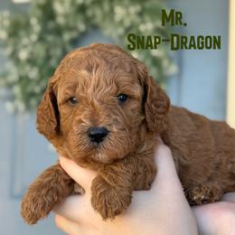 Mr. Snap-Dragon - Red male Cavapoo puppy in Sacramento, California from Dandy Doodles Goldendoodles