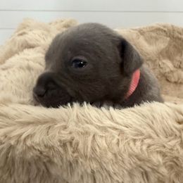 Ms. Pink - Blue and white female Staffordshire Bull Terrier puppy in Dawsonville, Georgia from WEAT Pack