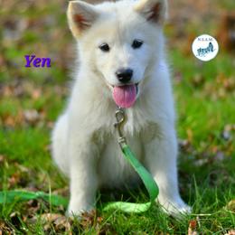 Alaskan Malamute Puppies from North Shore Alaskan Malamutes
