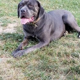 Cane Corso All Grown Up from Bear Valley Cane Corso