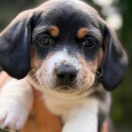 Max 3250 - Black and tan male Dachshund puppy in North Branch, Michigan from Monarch Miniature Dachshunds