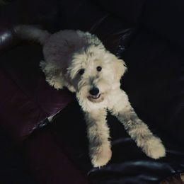 Kynder - Goldendoodle