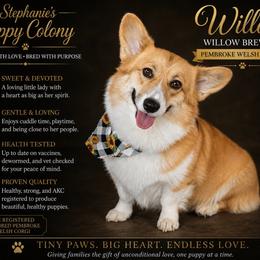 Willow - Pembroke Welsh Corgi