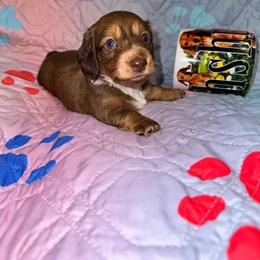 AKC female 1 - Chocolate and tan female Dachshund puppy in Knoxville, Tennessee from Thea's Puppies
