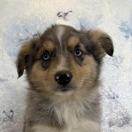 Brown - Blue merle male Toy Australian Shepherd puppy in Cedar Creek, Texas from Rowdy Ranch Tx