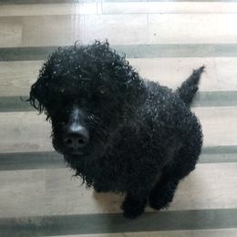 Wilson - Goldendoodle