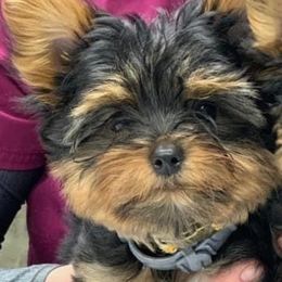 Yorkshire Terriers from Satcher's Hub