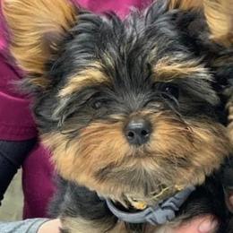 Yorkshire Terriers from Satcher's Hub