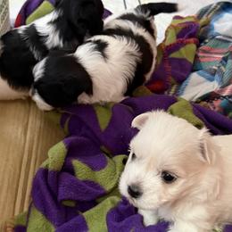 Coton de Tulear Puppies from Avana Cotons