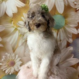 Fringe - Parti female Goldendoodle puppy in La Grange, Georgia from Heartfelt GoldenDoodles