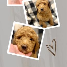 Ridge - Apricot male Goldendoodle puppy in Bluefield, Virginia from Love on a Leash