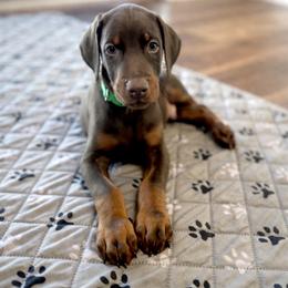 Green collar male - Red and rust male Doberman Pinscher puppy in Madison, Indiana from Jensen Dobermans and Dachshunds
