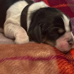 Maverick - Black white and tan English Springer Spaniel puppy in Worthington, Indiana from Fidelis Springer Spaniels
