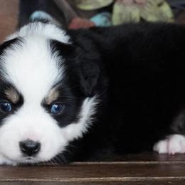 Caddy BTF 1 Blue Eye - Black tri female Miniature Australian Shepherd puppy in Lawton, Oklahoma from Lindsey’s Aussies