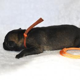 Orange - Sable female German Shepherd puppy in Louisburg, North Carolina from C6 Ranch & Shepherds