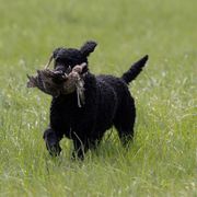 Eider - Curly-Coated Retriever