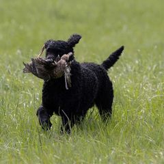Eider - Curly-Coated Retriever