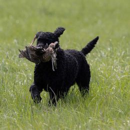 Eider - Curly-Coated Retriever