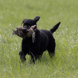 Eider - Curly-Coated Retriever