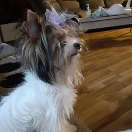 Yorkshire Terriers from Michelle's Yorkies