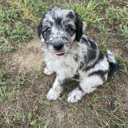 Boy 4 - Blue merle Aussiedoodle puppy in Missouri from Double K Farms