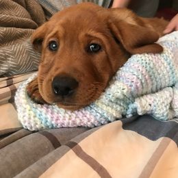 Labrador Retriever Puppies from Hidden River Retrievers