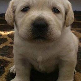 Labrador Retriever Puppies from Rushmere Labradors