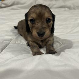 Brown dapple girl - Dapple female Dachshund puppy in Proctor, Montana from Blue Star Dachshunds