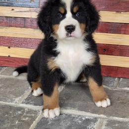 Dallas - Black tan and white male Bernese Mountain Dog puppy in Gaffney, South Carolina from Circle D Farms