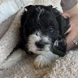 Marley - Tri-color male Bernedoodle puppy in Auburndale, Florida from Florida Mini Bernedoodles