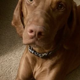 Vizslas from Aspen Vizslas