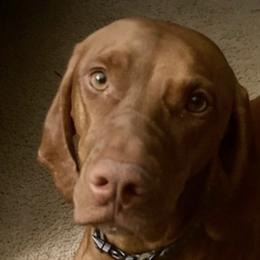 Vizslas from Aspen Vizslas