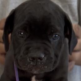 Purple Collar Girl - Morganza X Lawman - AKC and ICCF - Black female Cane Corso puppy in Gorman, Texas from McOmber Country Kennels