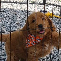 Aussiedoodle and Goldendoodle All Grown Up from Hunting Creek Kennels