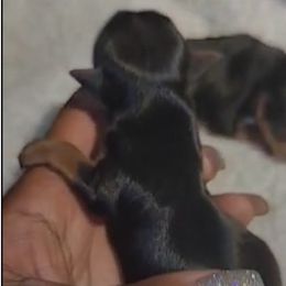 Biewer Terrier, Poodle, and Yorkshire Terrier Puppies from Tiny Paws Luxury Pets