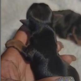 Biewer Terrier, Poodle, and Yorkshire Terrier Puppies from Tiny Paws Luxury Pets