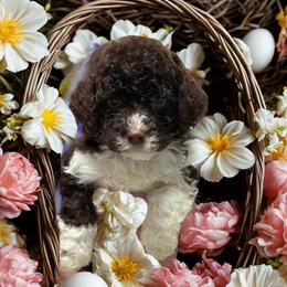 Brown girl - Brown female Lagotto Romagnolo puppy in Chicago, Illinois from Midwest Lagotto Romagnolo