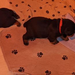 Rottweiler Puppies from Supreme Rottweilers