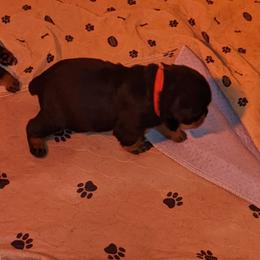 Rottweiler Puppies from Supreme Rottweilers