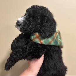 Poodle Puppies from Semmy’s standard Poodle