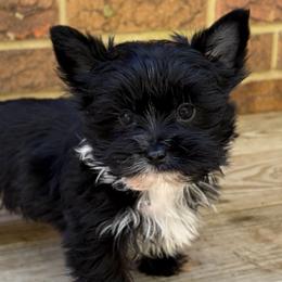 Henley - Black and tan male Yorkshire Terrier puppy in Georgia from Berggipfel Yorkies