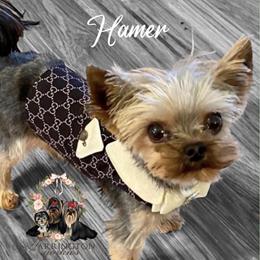 Hamer - Yorkshire Terrier