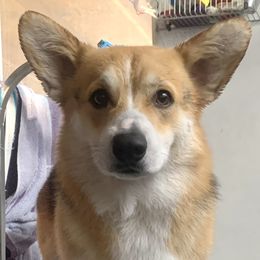 Pembroke Welsh Corgis from Pathfinder