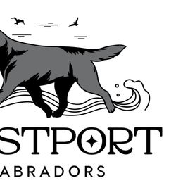 Labrador Retrievers from Westport Labradors