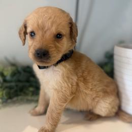 Nala - Apricot female Goldendoodle puppy in Ambrose, Georgia from Brandilyn's Aussies