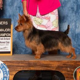 Grace - Australian Terrier