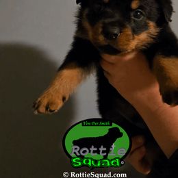 Green Collar Boy 3 - Black and mahogany male Rottweiler puppy in Shepherdsville, Kentucky from Rottie Squad Kennel