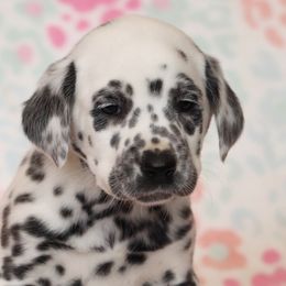 Anna - Dalmatian puppy in Cottage Grove, Oregon from Hidden Hills Dalmatians